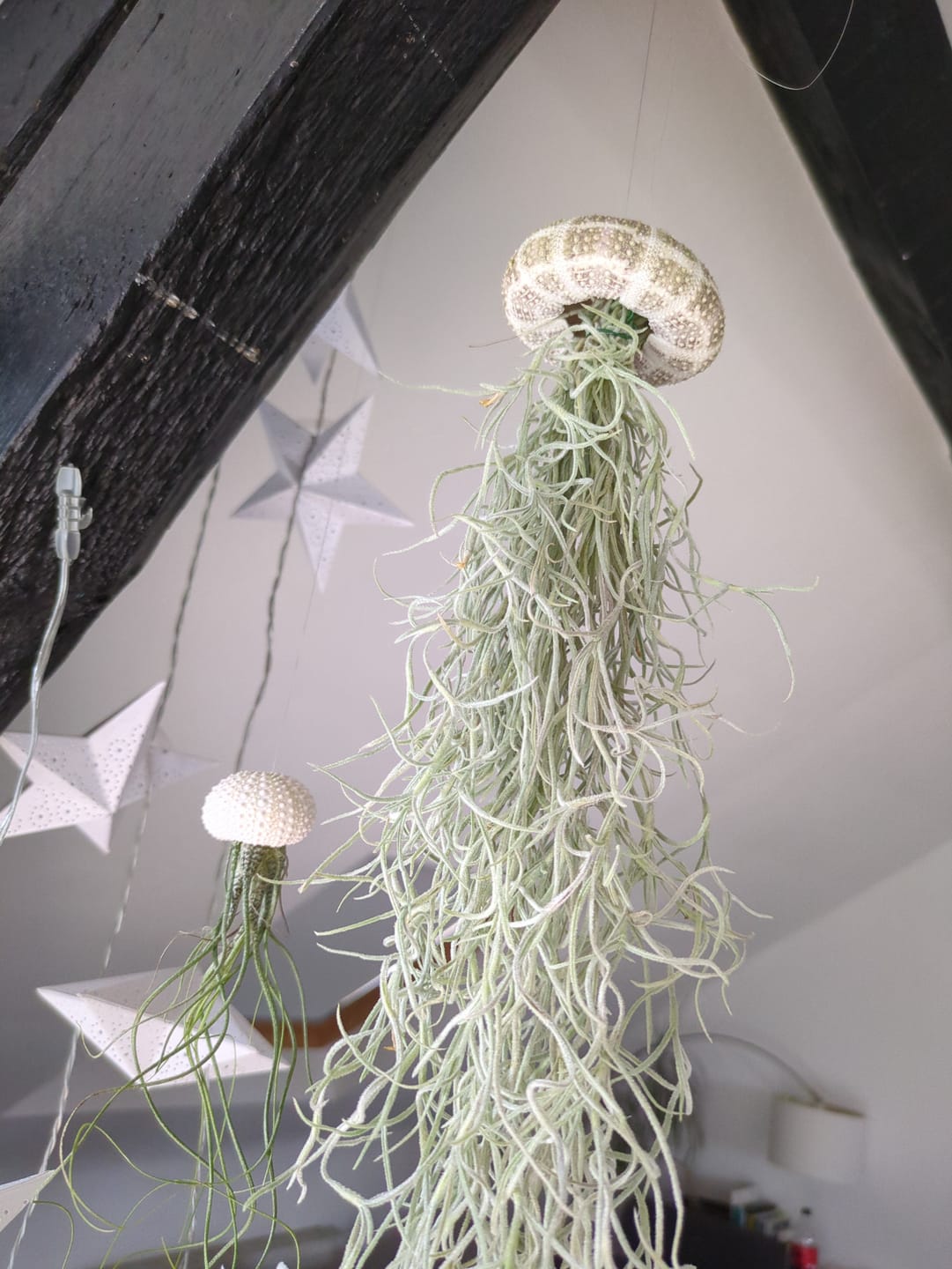 Customer photo review of Tillandsia usneoides - Lousianamoos