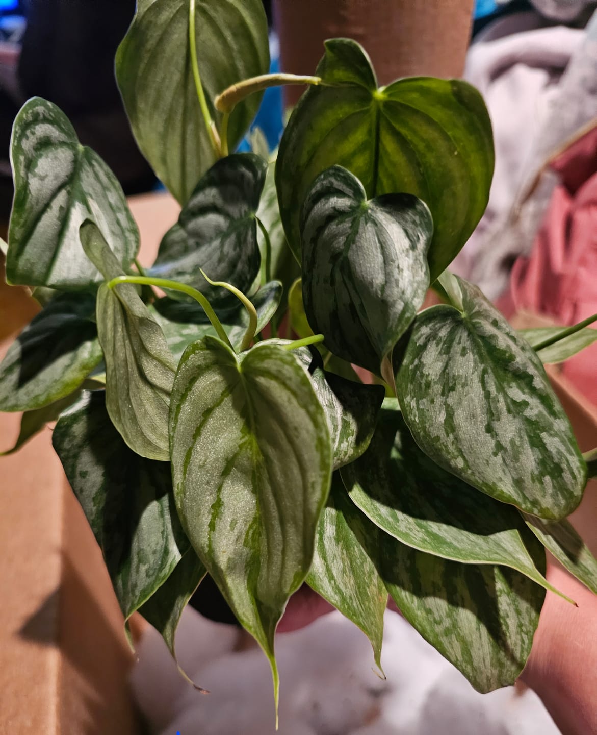 Customer photo review of Philodendron brandtianum