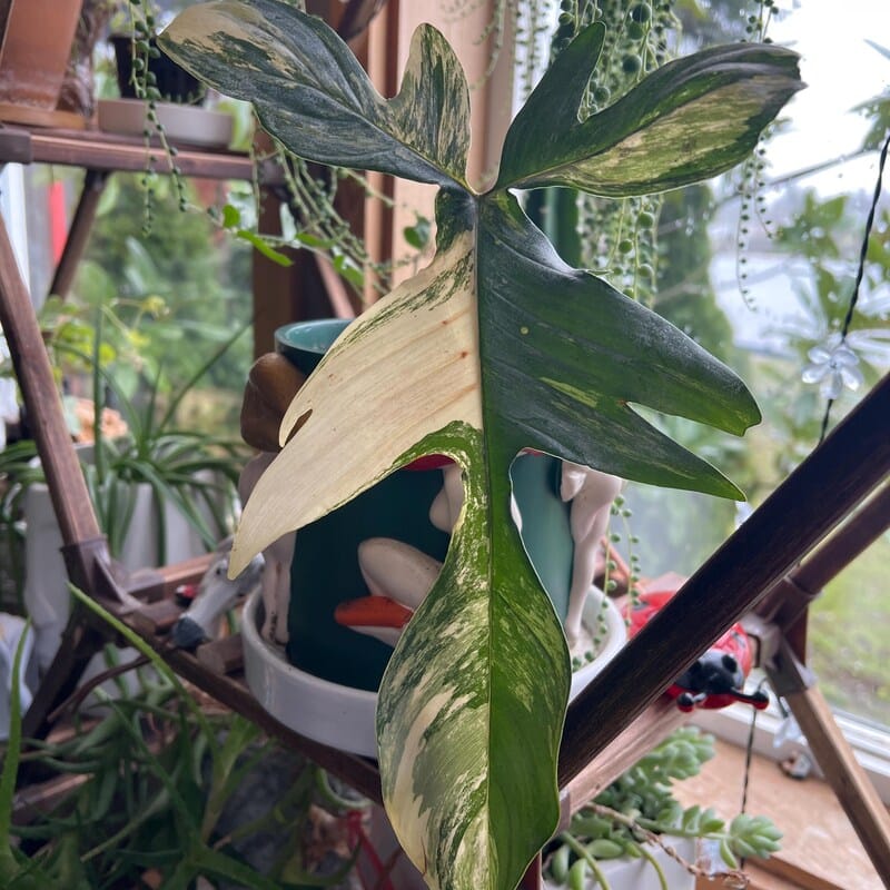 Customer photo review of Variegated Philodendron Florida Beauty Cutting - Rare Collector Indoor Plant