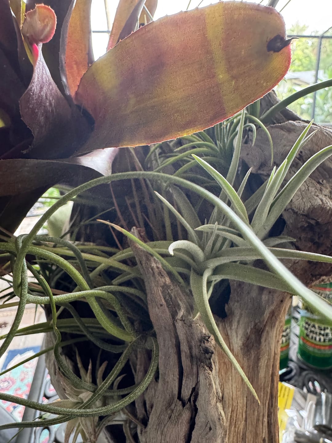 Customer photo review of 15 Pack Premium Air Plants Mix  *Cannot Be Shipped Internationally*