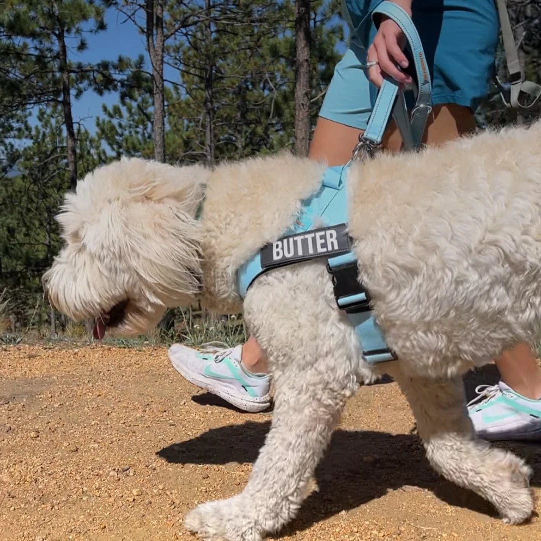 Customer photo review of Doginova™ | Arnés Antitirones para perros
