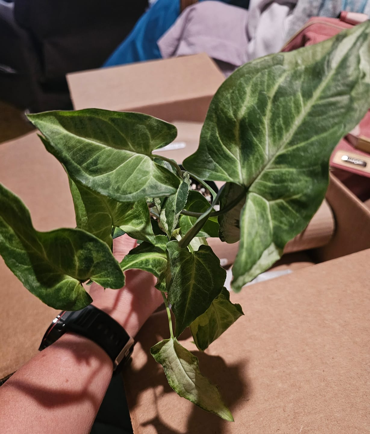 Customer photo review of Syngonium podophyllum 'Three Kings'