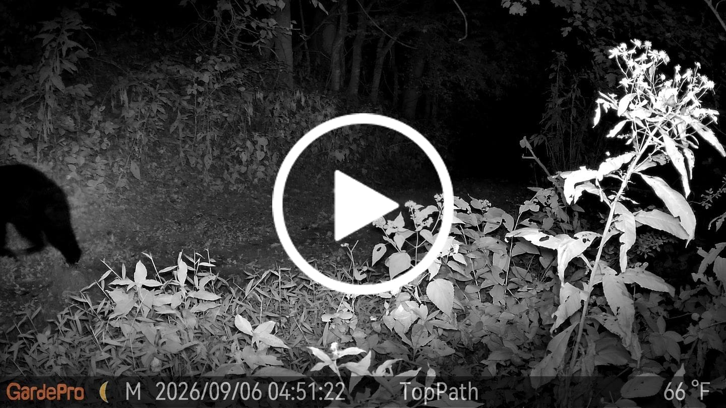 Customer video review of GardePro Link 1.0 3000ft(1km) Long-Range WiFi Trail Camera