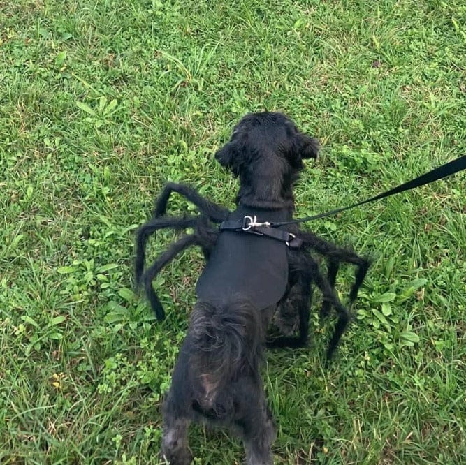 Customer photo review of Disfraz de araña para Halloween