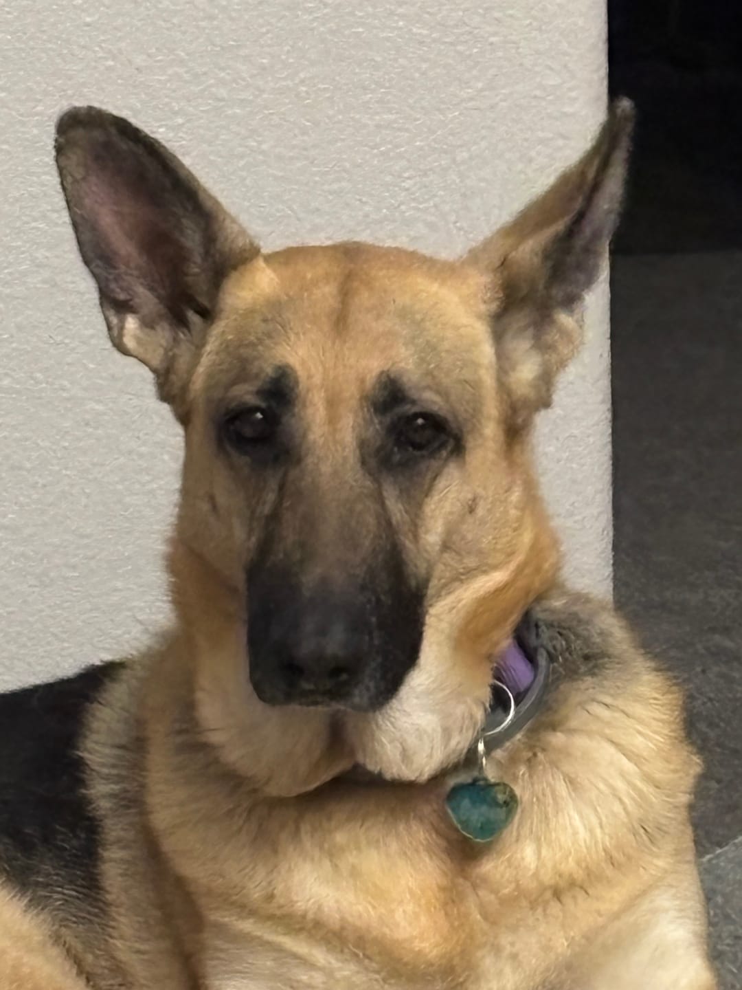 Customer photo review of K9 Soothe