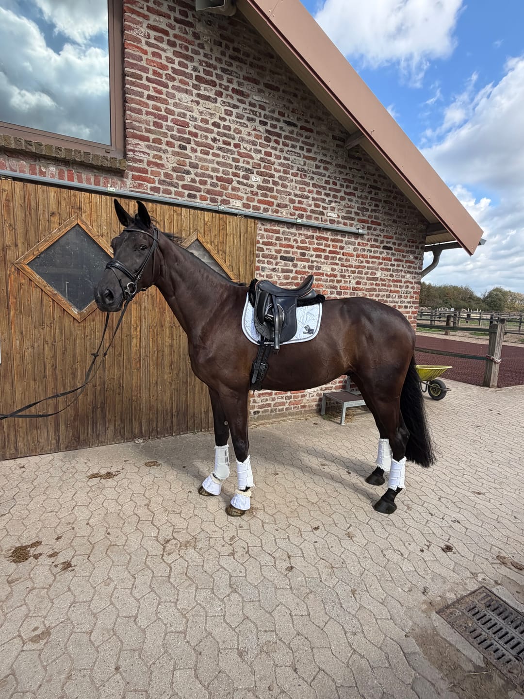 Customer photo review of MUSTAX Muskel+