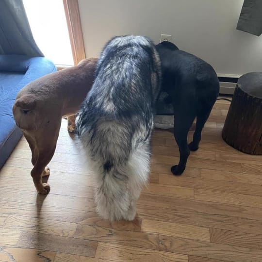 Customer photo review of Pawlyn PureSip itató