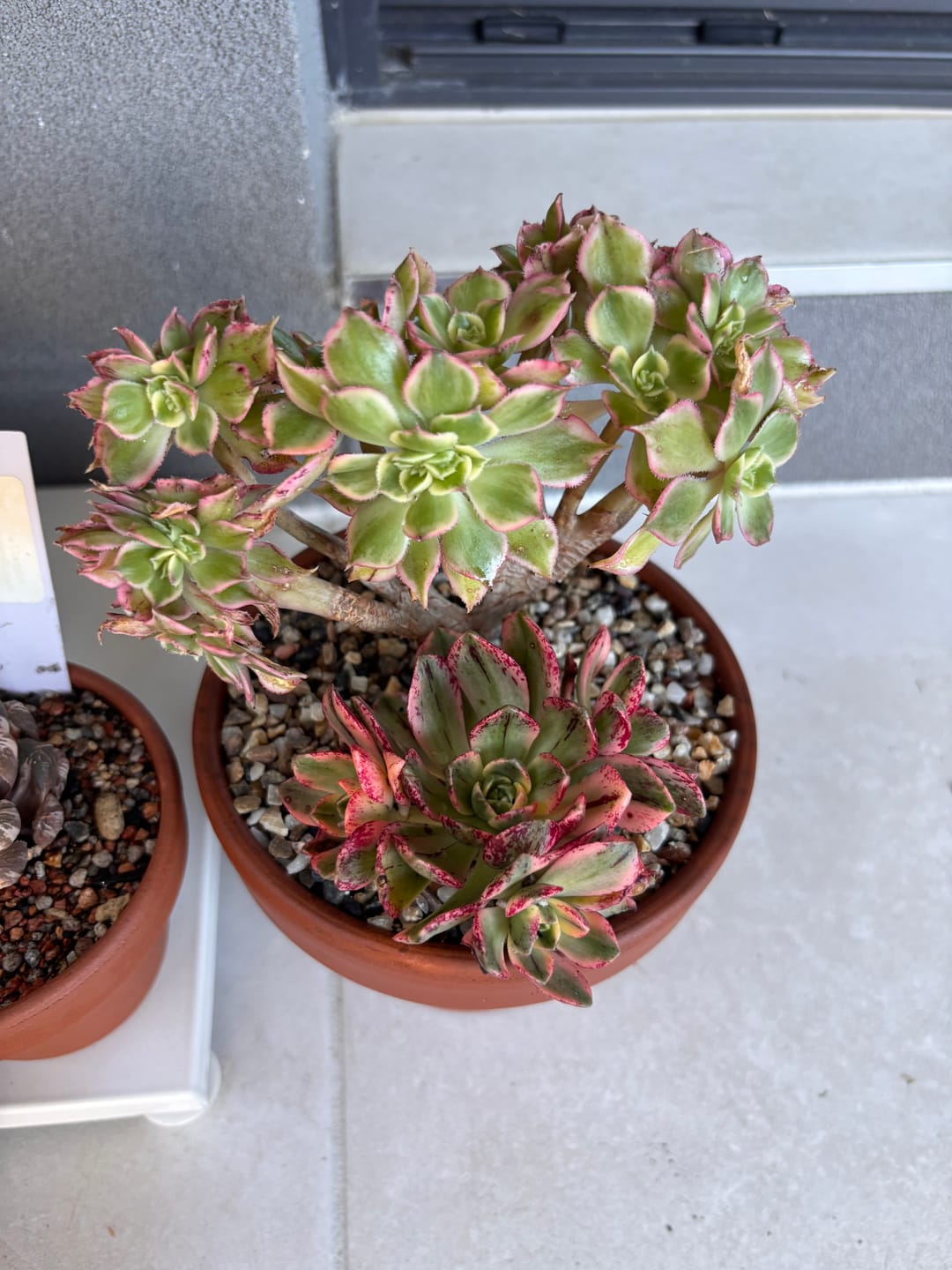 Customer photo review of Aeonium 'Sunburst Crest'