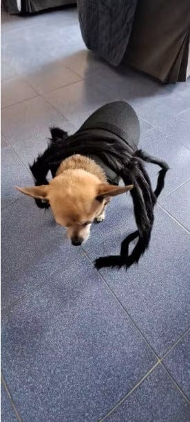 Customer photo review of Disfraz de araña para Halloween