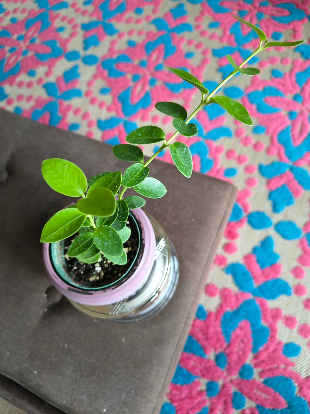 Customer photo review of Hoya cumingiana