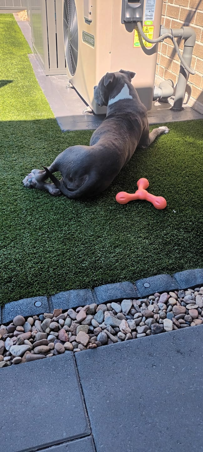 Customer photo review of Turkey for Dogs