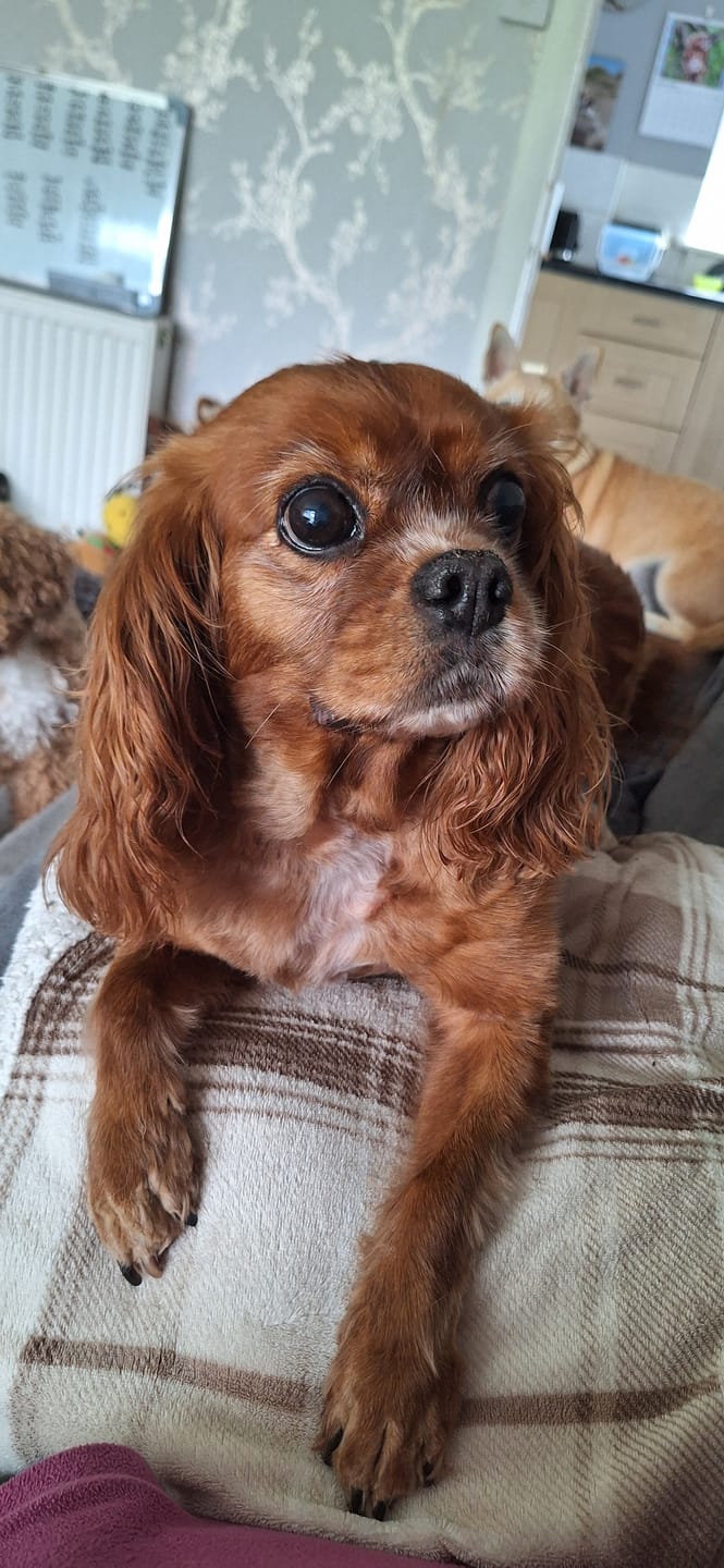 Customer photo review of Total Dental Care Supplement For Dogs