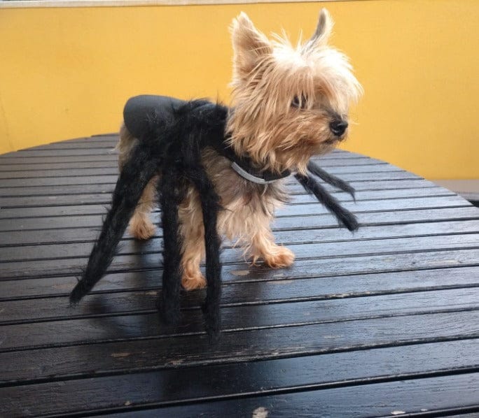 Customer photo review of Disfraz de araña para Halloween