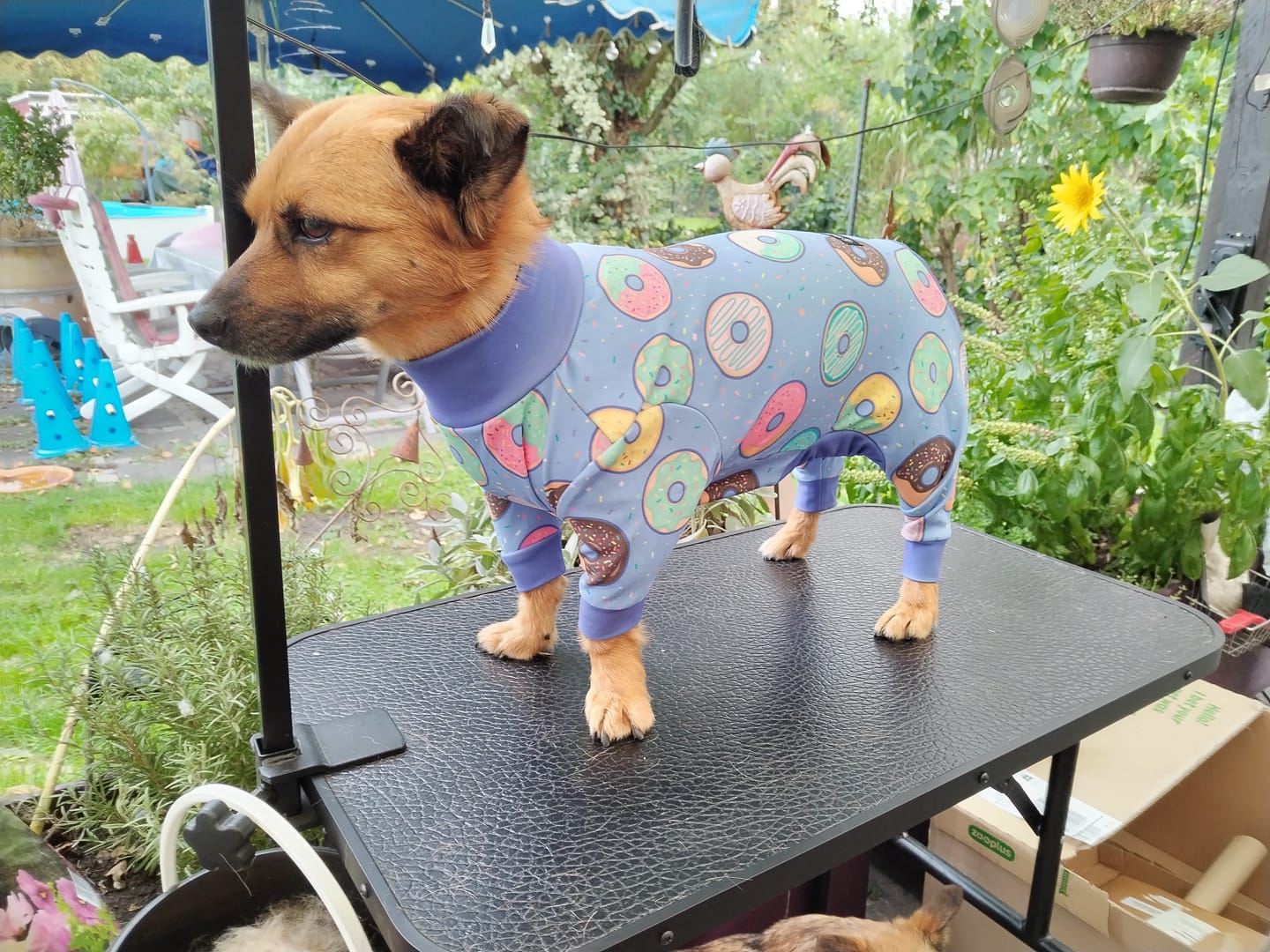 Customer photo review of Dog Pajama - Donuts