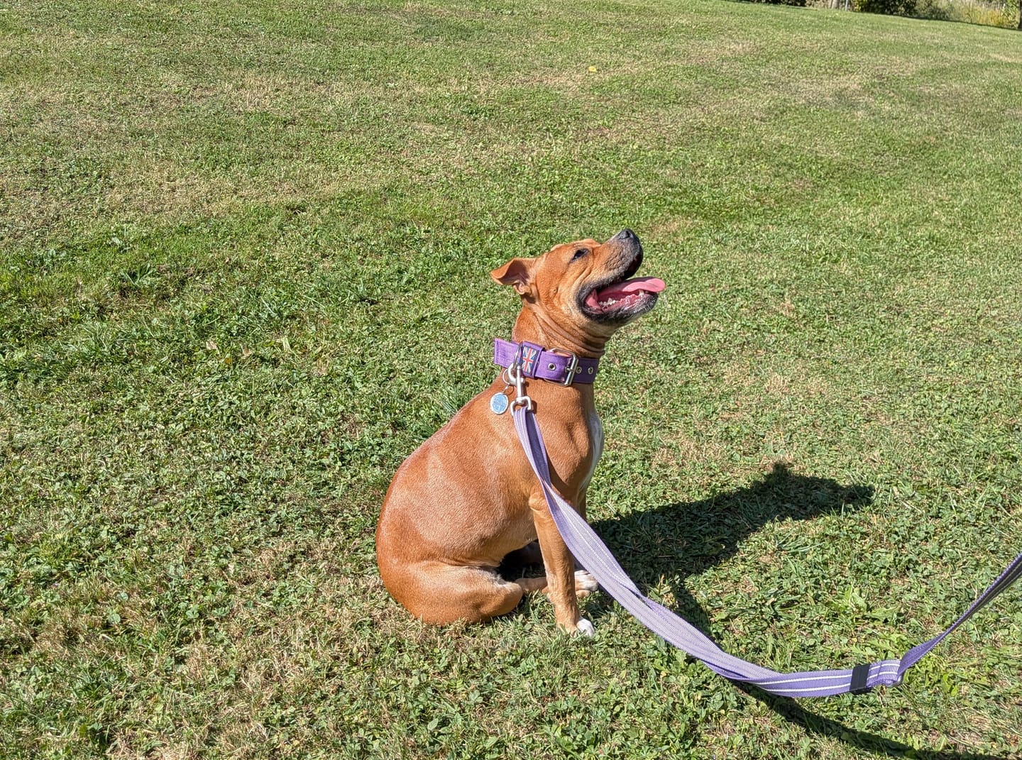Customer photo review of Staffordshire Bull Terrier 1935® Nylon Collar - Purple & Neon Pink