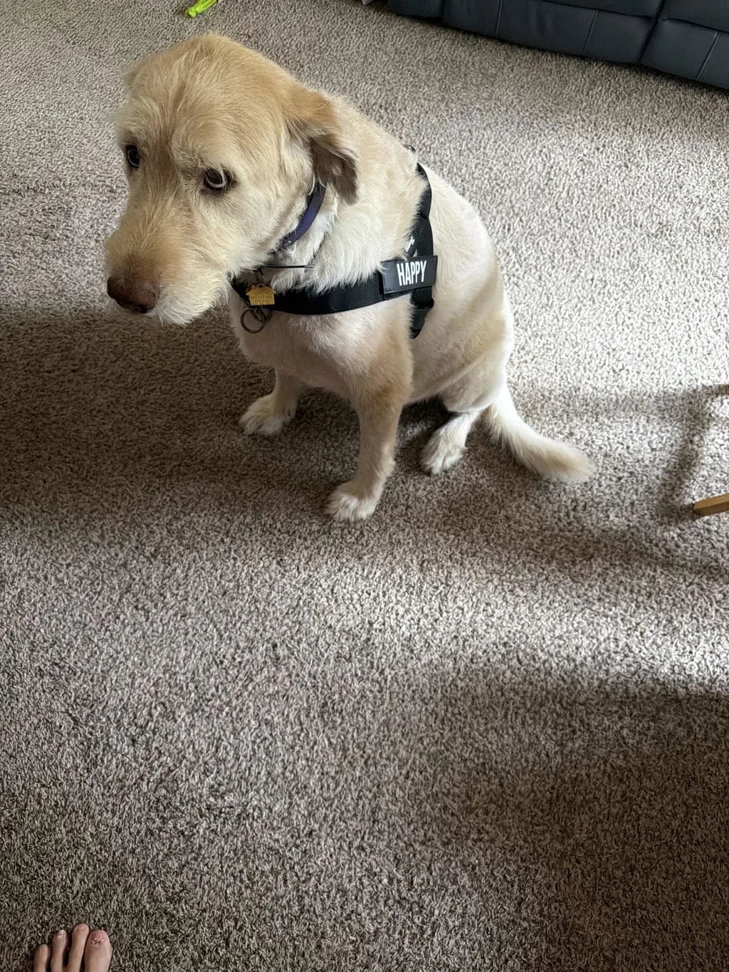 Customer photo review of Doginova™ | Arnés Antitirones para perros
