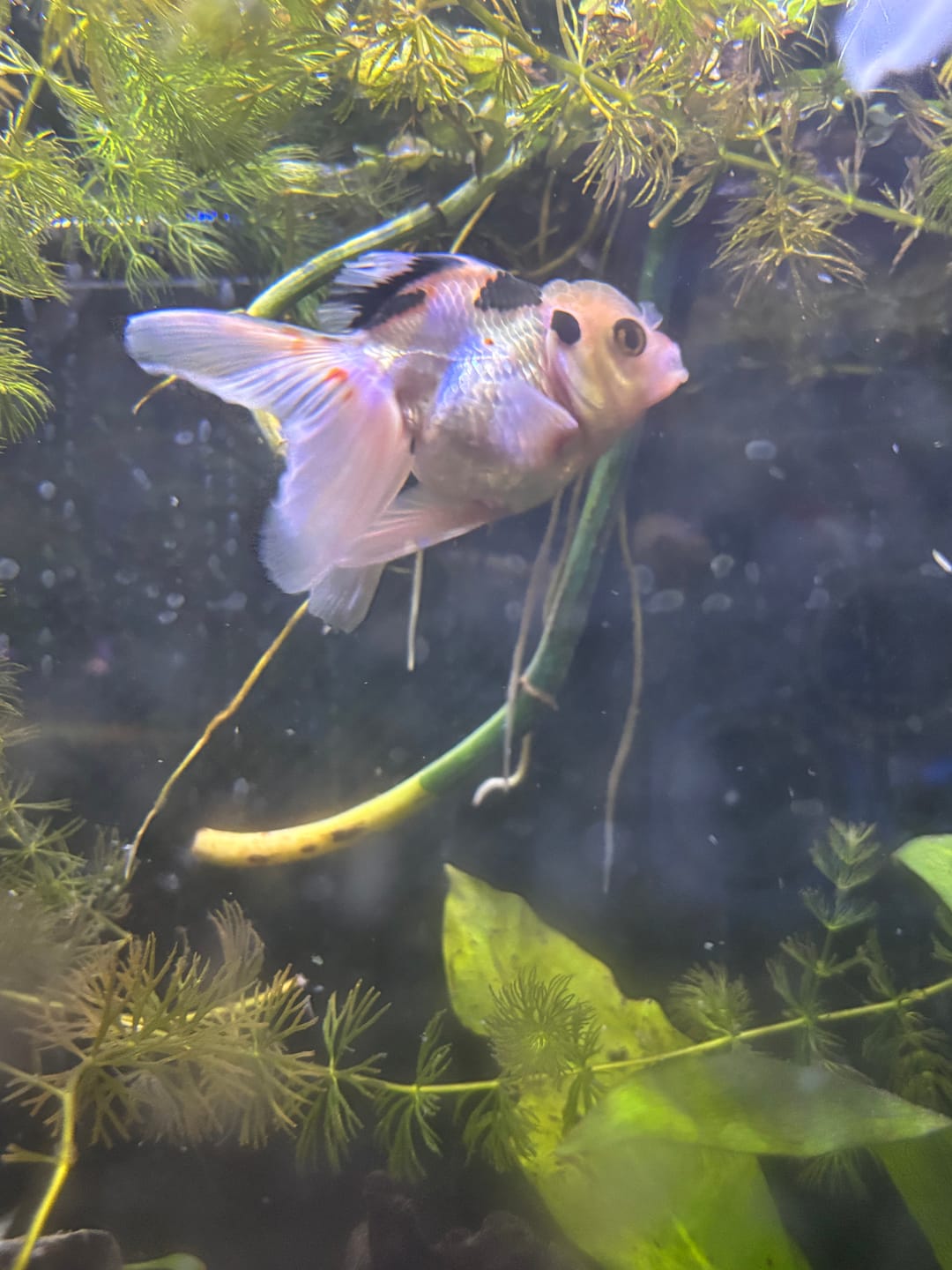 Customer photo review of Live Fancy Goldfish Premium Thai Oranda Tri-Color (Our Choice)