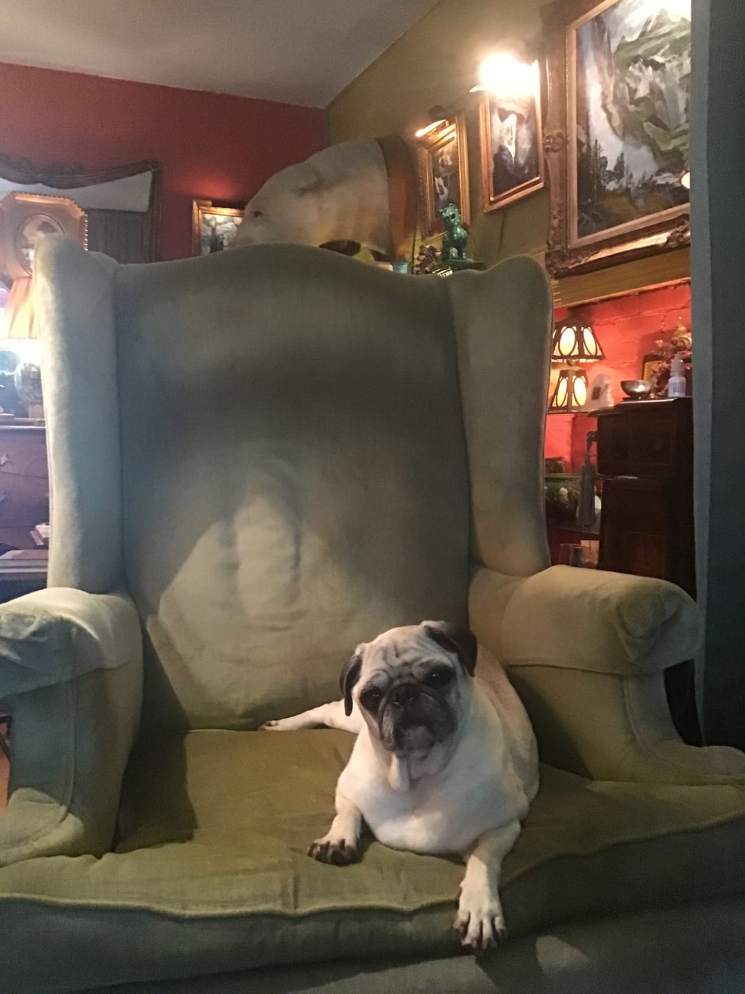 Customer photo review of Paw Licker Bundle