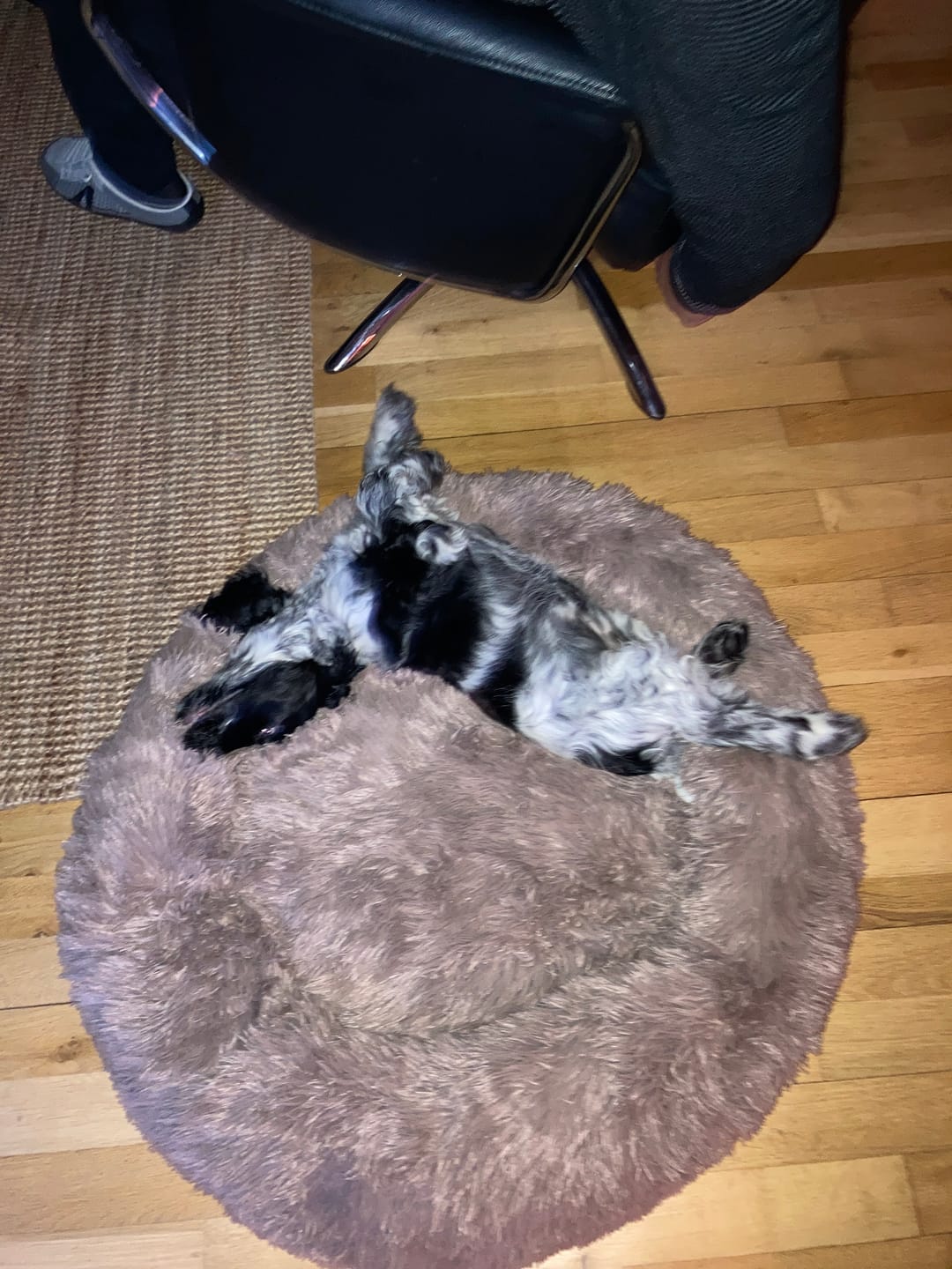 Customer photo review of THE ORIGINAL - Donut hundeseng (coffee)