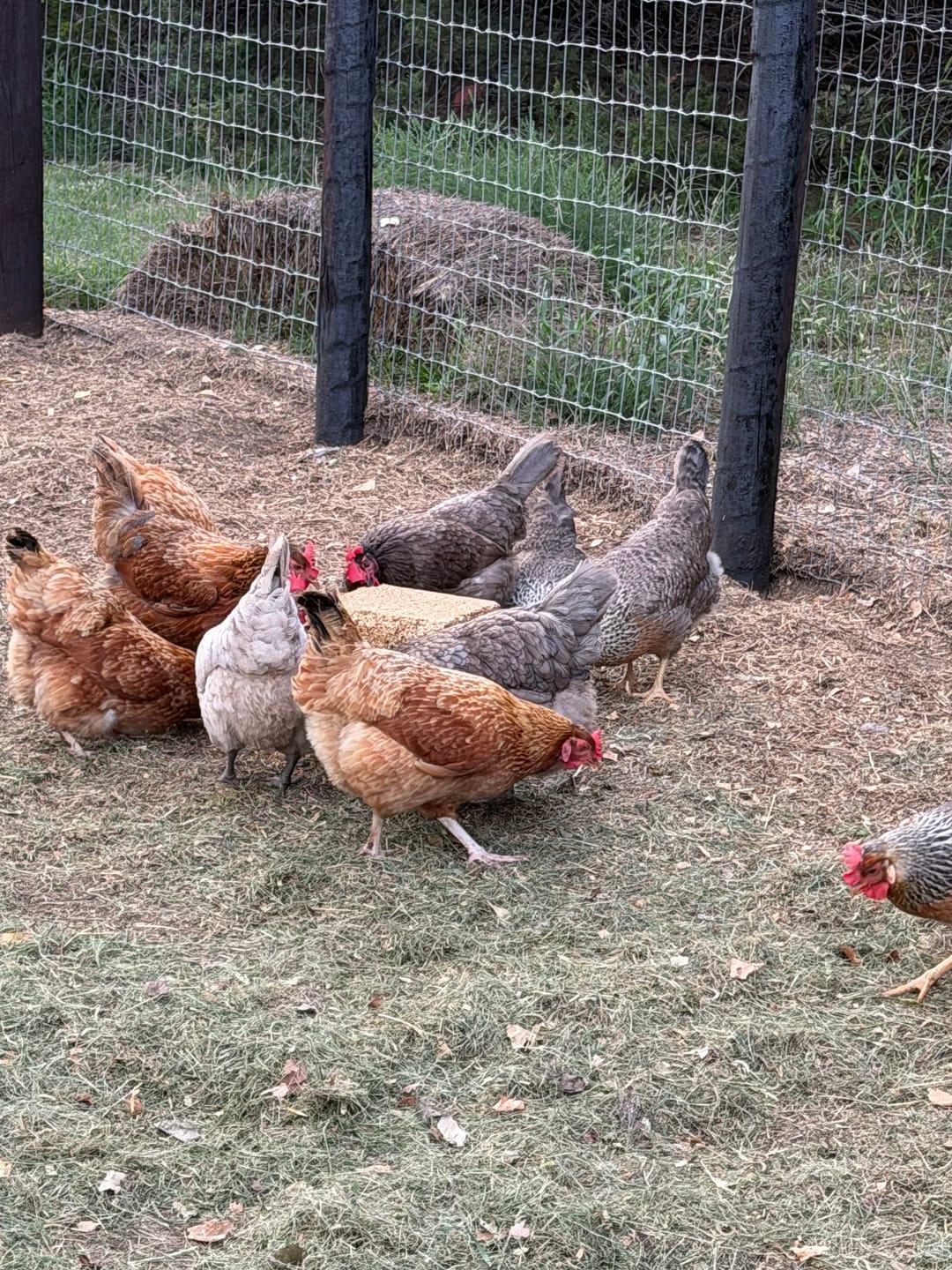 Customer photo review of Nesting Herbs - Control Odors & Keep Coops Mite & Lice-Free