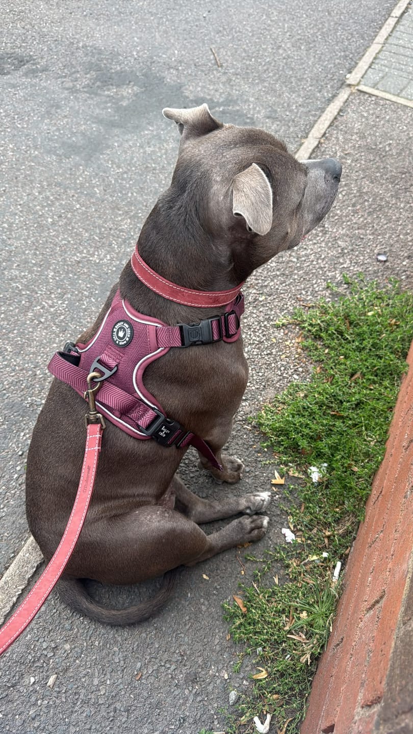Customer photo review of Fabric Dog Lead 5ft - Mulberry Tweed