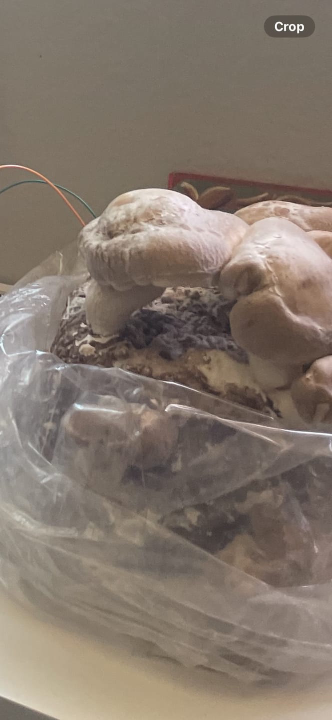 Customer photo review of Shiitake Mushroom Mini-Farm Grow Kit