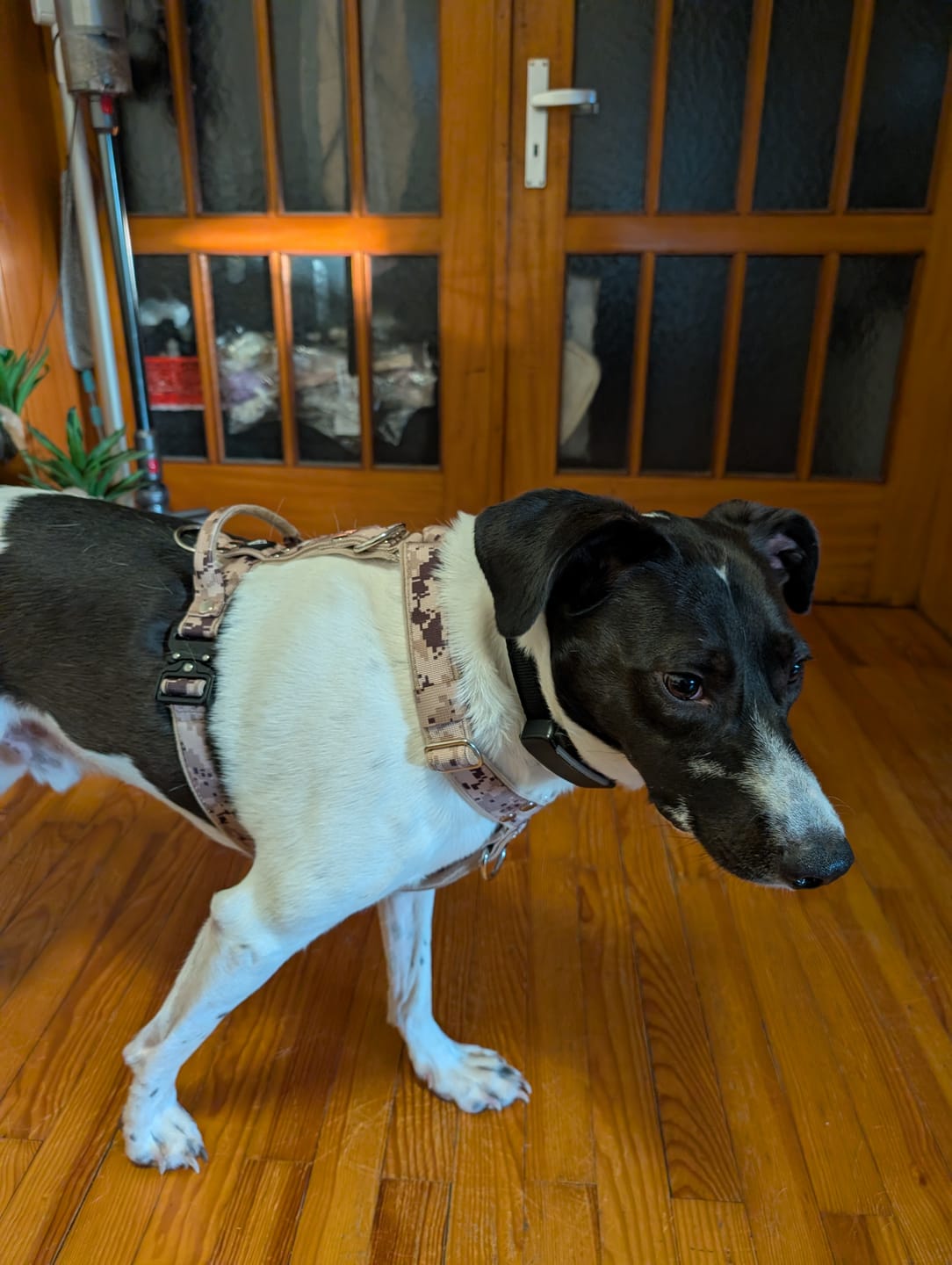 Customer photo review of Easy Walk Extreme Camo Beige - Sele med snabbspänne