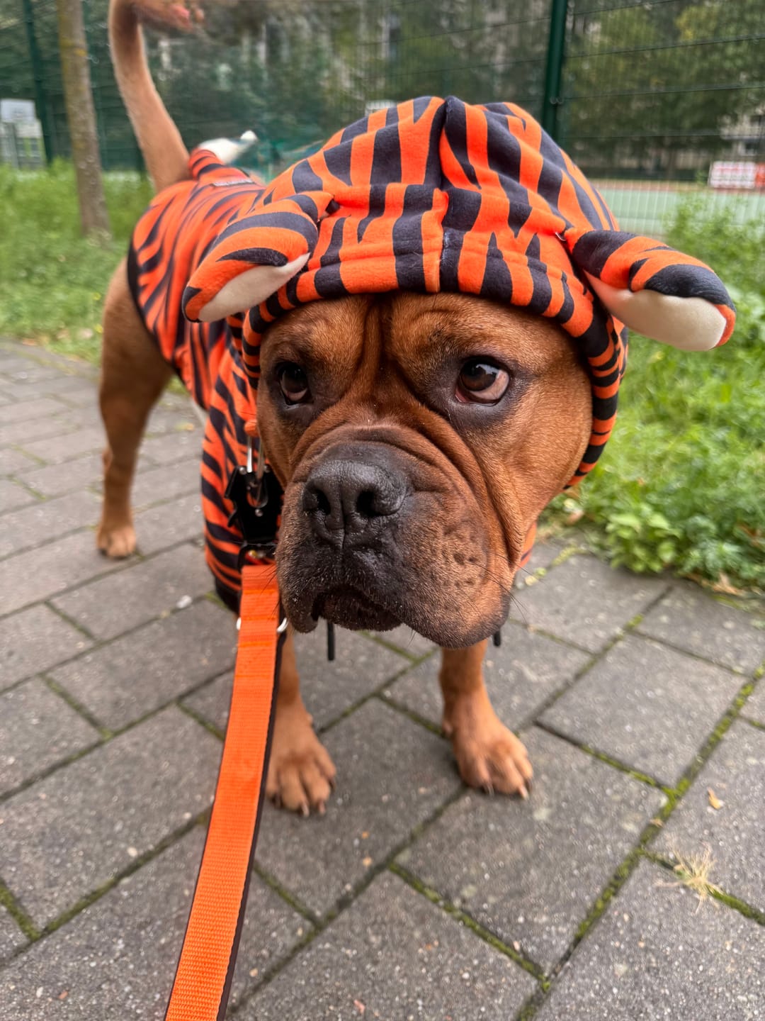 Customer photo review of Halloween Dog Hoodie - Tiger