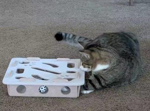 Customer photo review of Pawvly ™ - Cat Puzzle Box