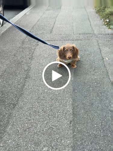 Customer video review of Cinzia x By Teddy | Blueberry Harness