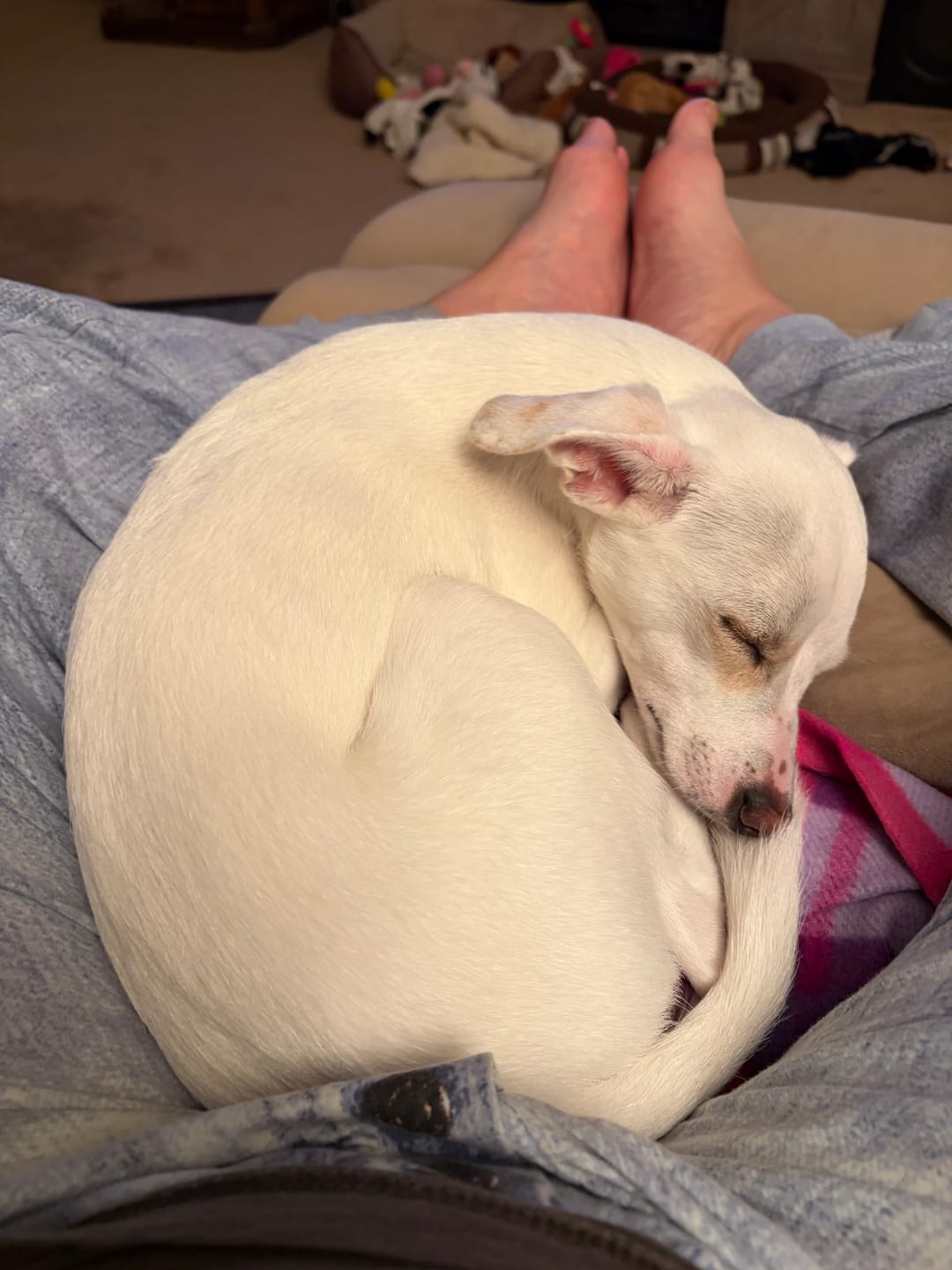 Customer photo review of FurLife™ 12 Months Flea and Tick Free