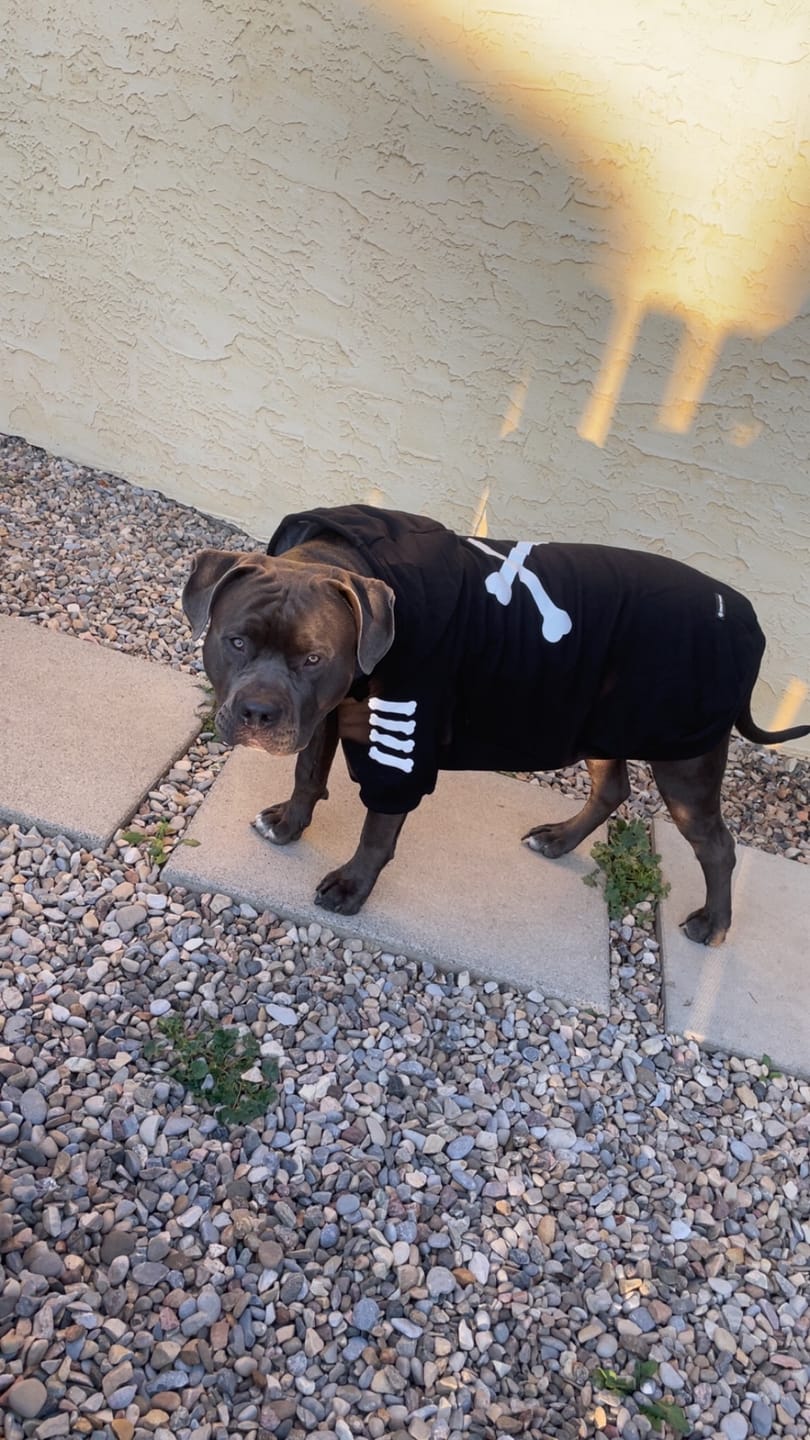 Customer photo review of "WOOF" Dog Hoodie - Black & Reflective