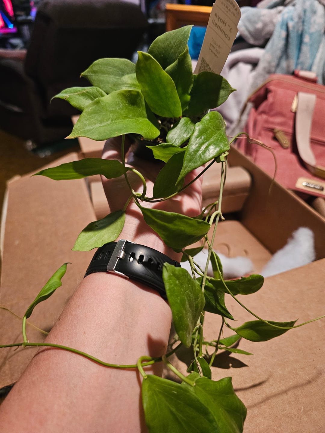 Customer photo review of Hoya cominsii