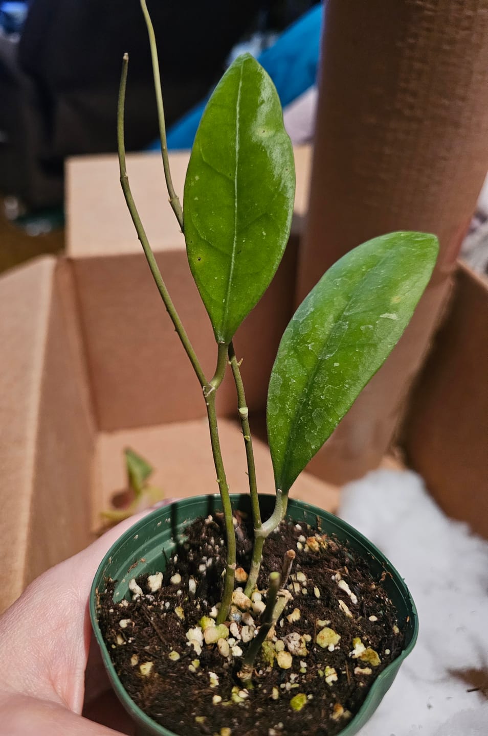 Customer photo review of Hoya sp. 'Sabah Beauty'