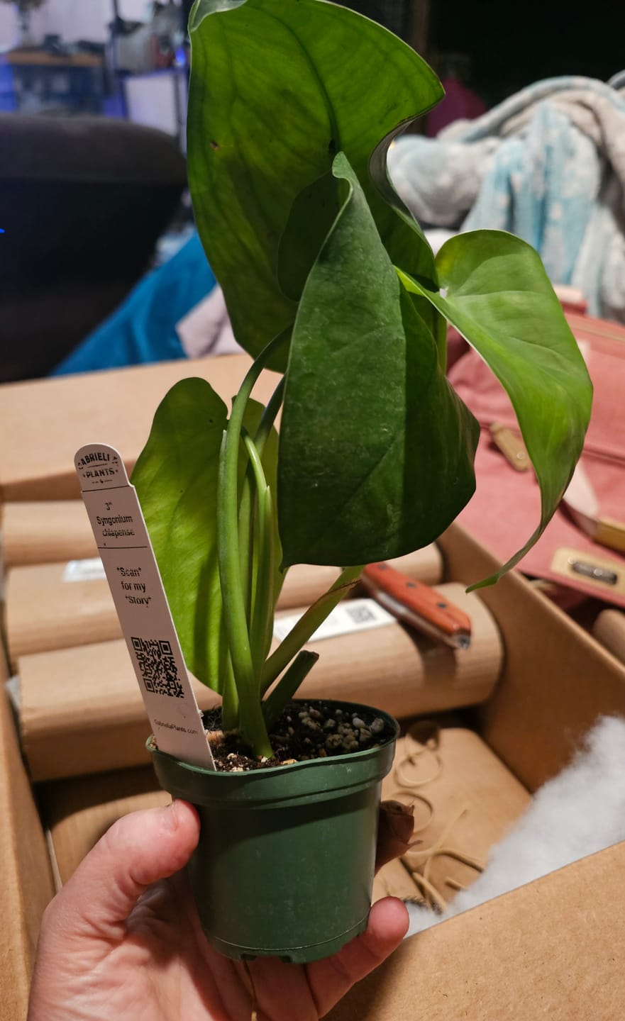 Customer photo review of Syngonium chiapense