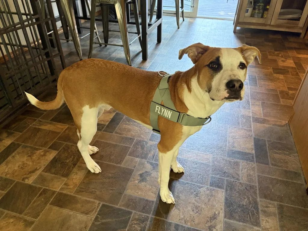Customer photo review of Doginova™ | Arnés Antitirones para perros