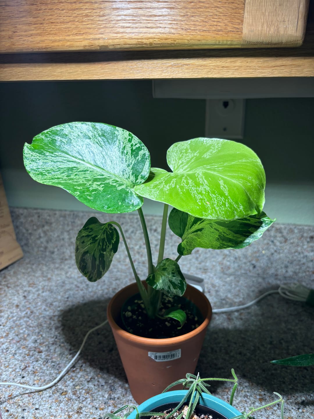 Customer photo review of Monstera deliciosa 'Bulbasaur'