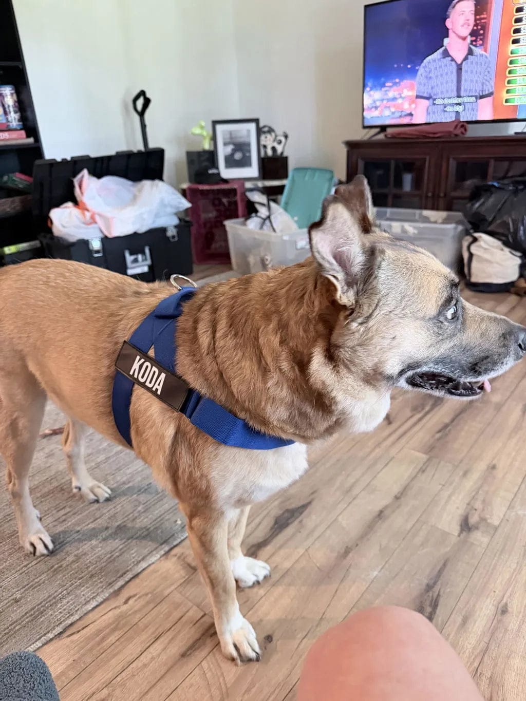 Customer photo review of Doginova™ | Arnés Antitirones para perros