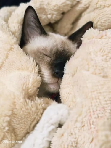 Customer photo review of Sherpa Fleece Throw