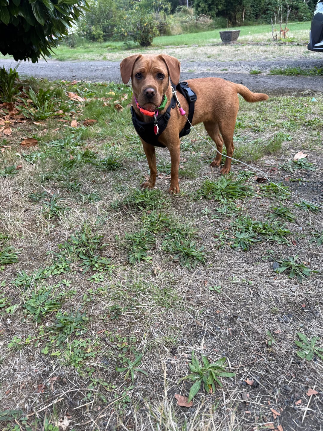 Customer photo review of Pup Stack - Pink