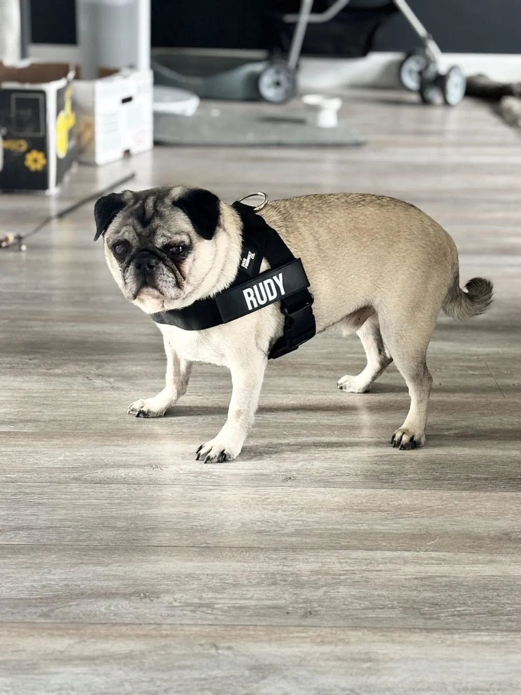 Customer photo review of Doginova™ | Arnés Antitirones para perros