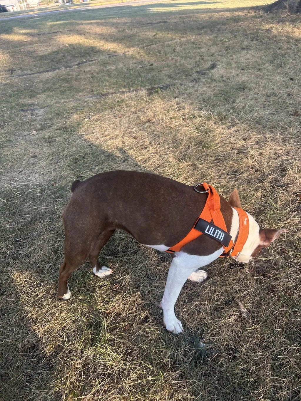 Customer photo review of Doginova™ | Arnés Antitirones para perros