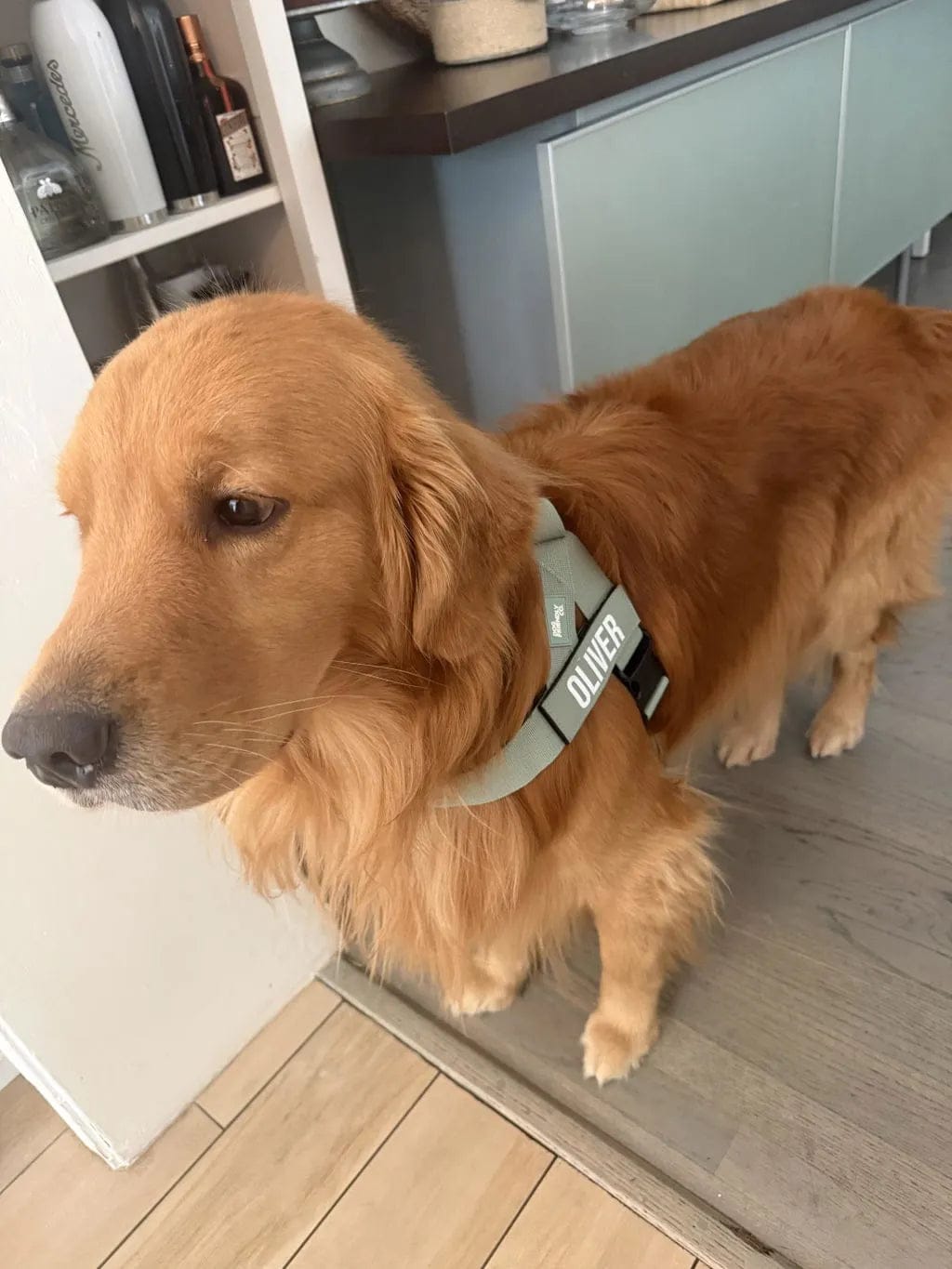 Customer photo review of Doginova™ | Arnés Antitirones para perros