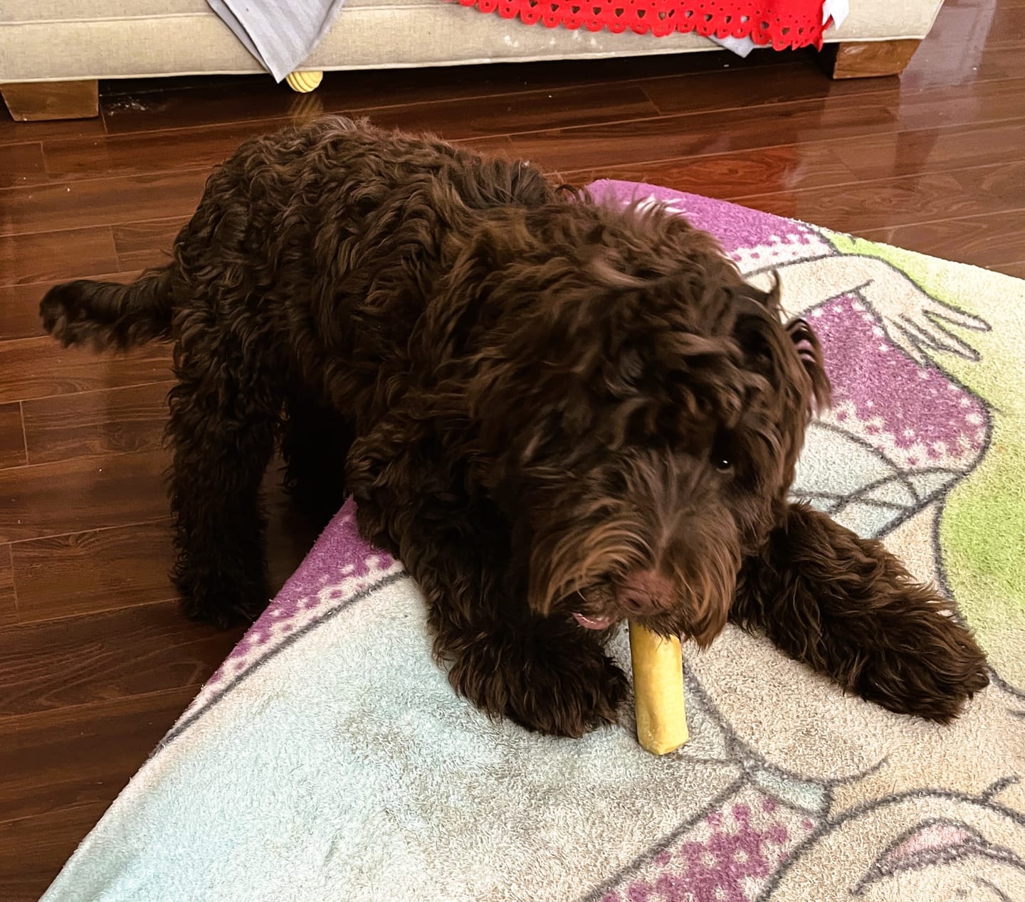 Customer photo review of Himalayan Yak Chew (LARGE)