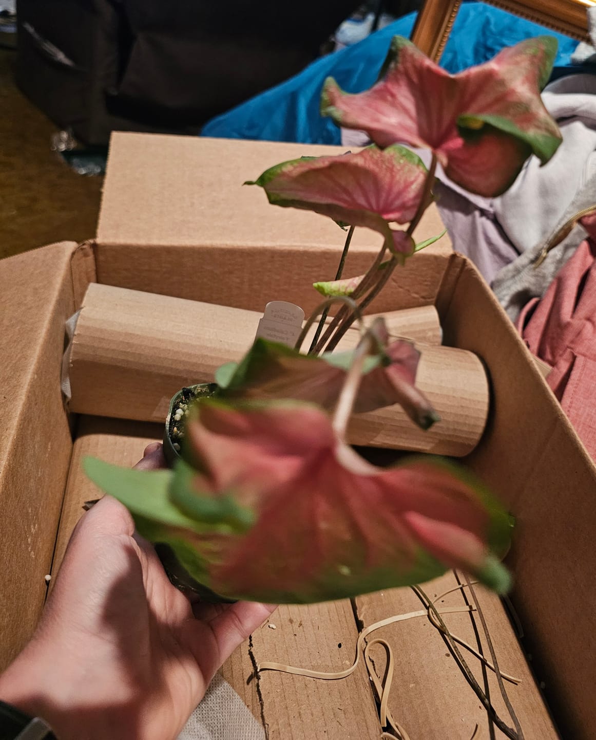Customer photo review of Caladium 'Fairytale Princess'