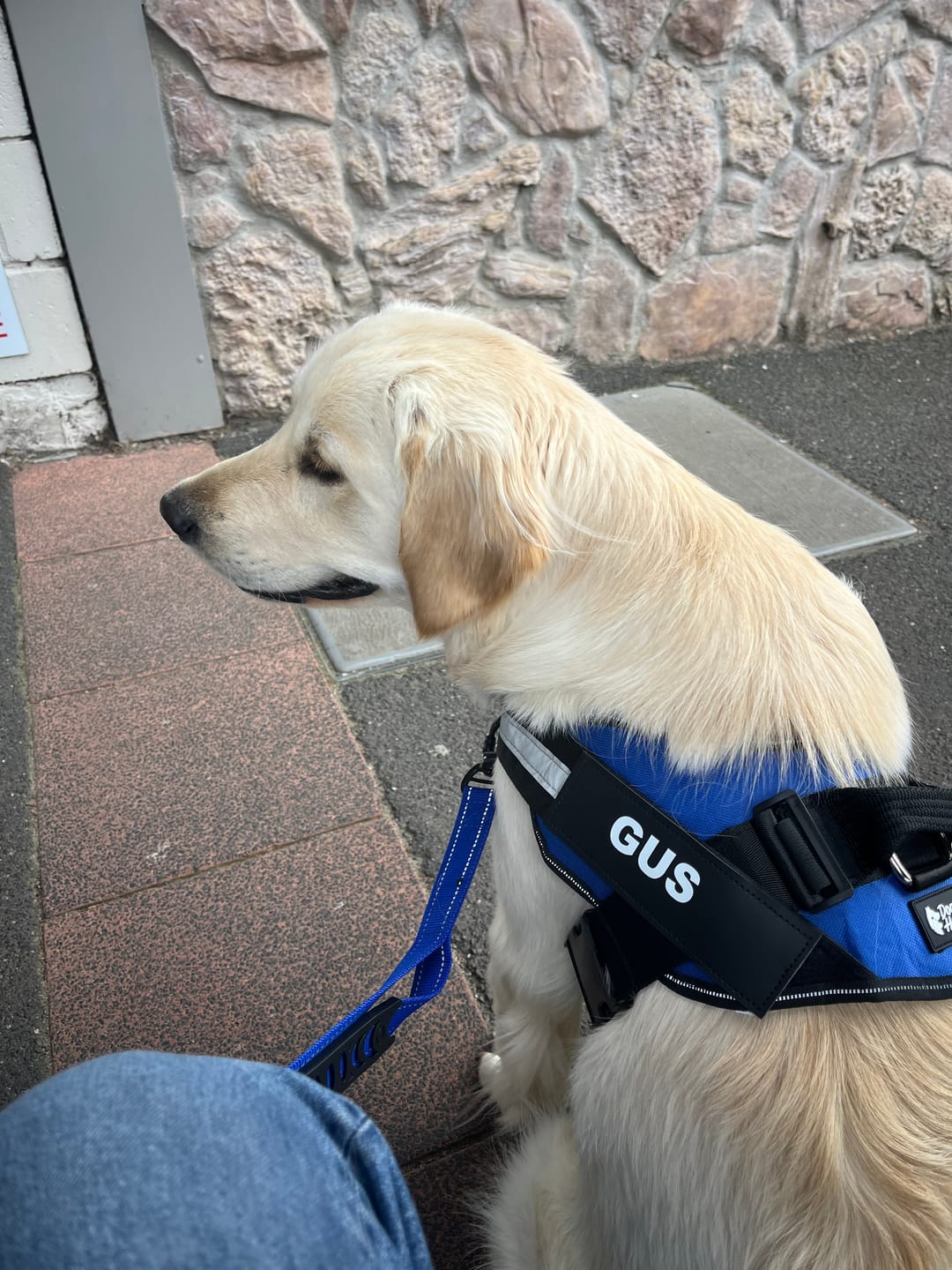 Customer photo review of Personalized Dog Harness