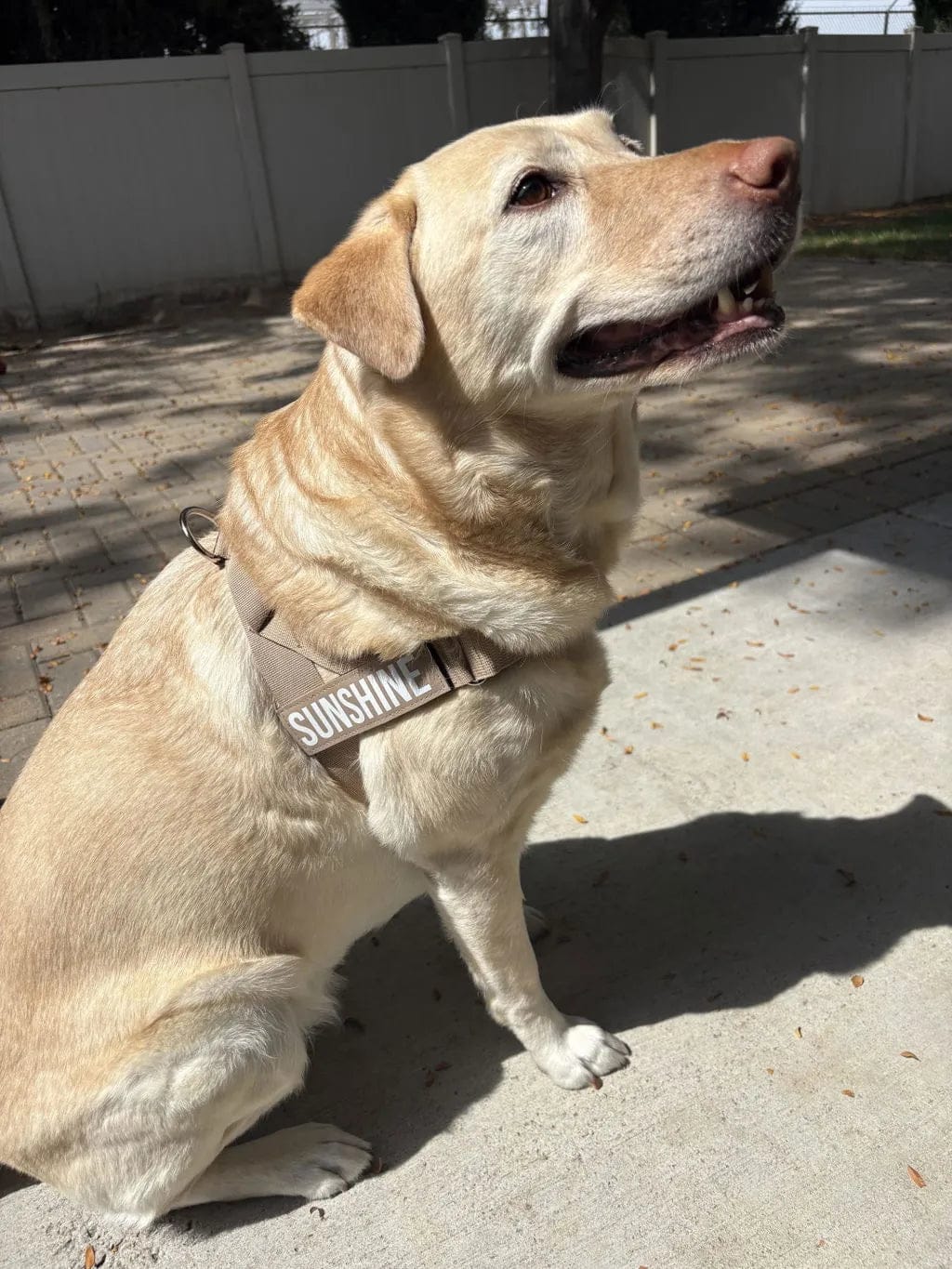 Customer photo review of Doginova™ | Arnés Antitirones para perros