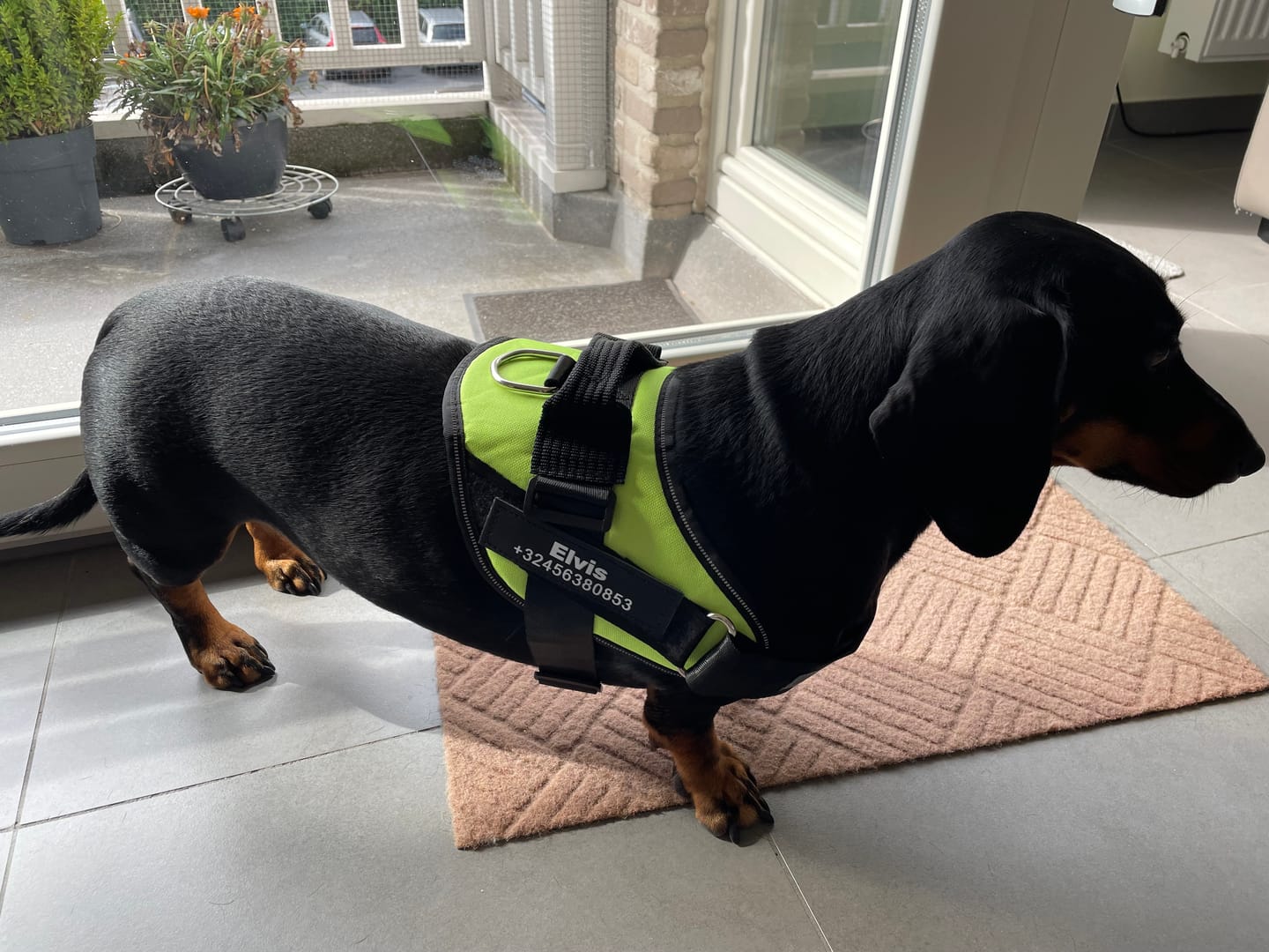 Customer photo review of PawGuard - Gepersonaliseerd Hondentuigje
