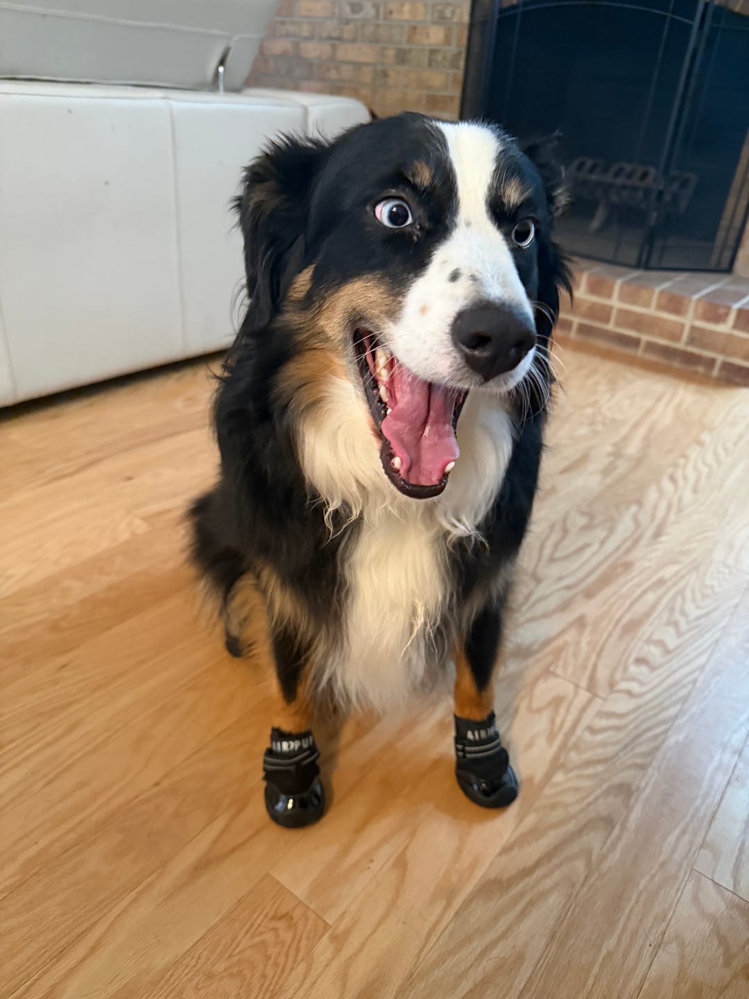 Customer photo review of AIR PUP DOG SHOES - SET OF 4