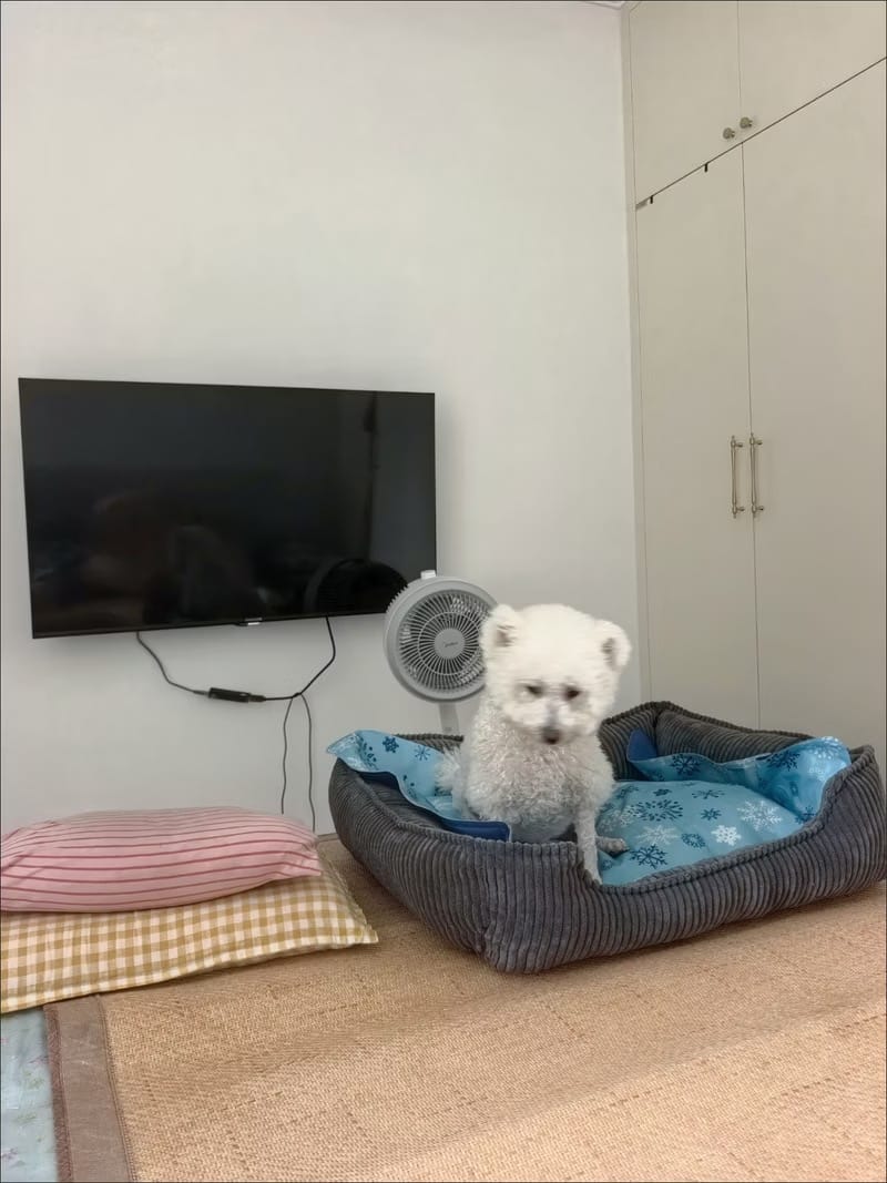 Customer photo review of Pawtique RibNest™ Plush Bolster Dog Sofa Bed